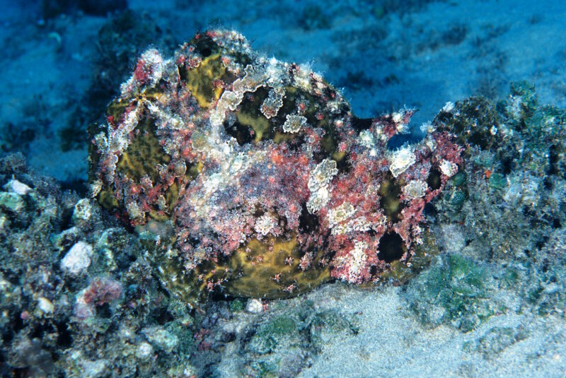 This Commerson’s frogfish (Antennarius commersoni), photographed at SCUBA-diving depths off Oʼahu, has its lure folded back along its head so that it cannot be seen. Photograph by Bruce C. Mundy, NOAA Pacific Islands Fisheries Science Center.