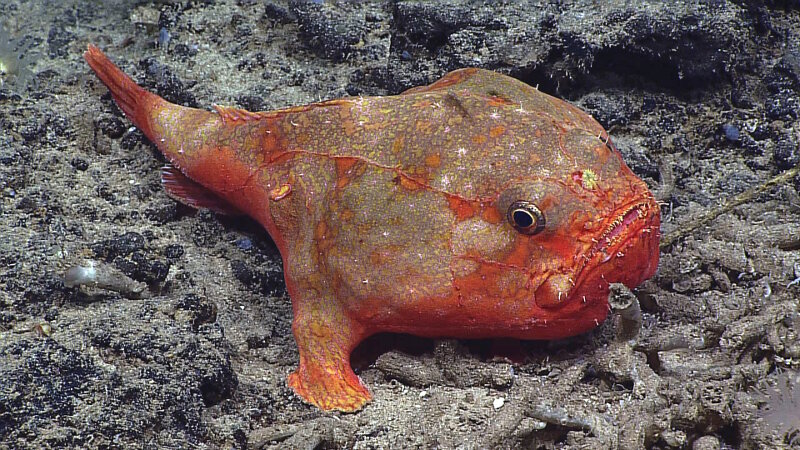 A Chaunax umbrinus photographed during an Okeanos Explorer ROV dive on the southwest coast of Niʼihau, Hawaiʼi, between 1024-1765 feet (312-538 meters). Chaunax species differ from Chaunacops species by having smaller, more numerous, sensory pits on the head and body, and usually by having much smaller prickles on the body, among other characteristics. Image courtesy of NOAA Office of Ocean Exploration and Research, Hohonu Moana 2015: Exploring Deep Waters off Hawai’i.