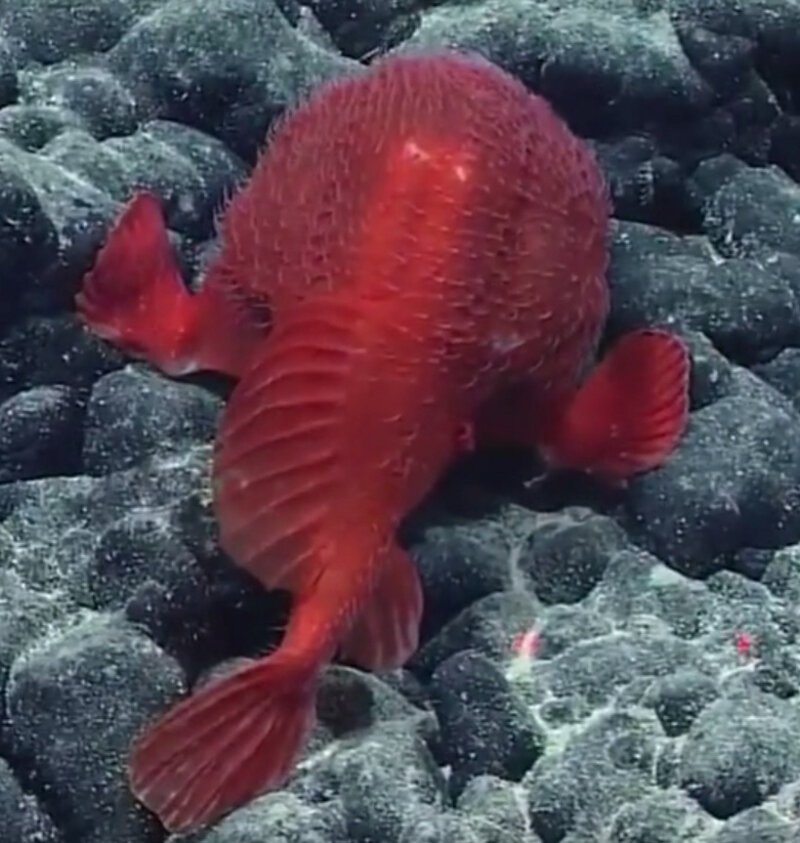 This bright-red Chaunacops observed during the Deep-Sea Symphony expedition differed from those usually seen by having a brighter color, larger cirri, and smaller or no prickles on its back.