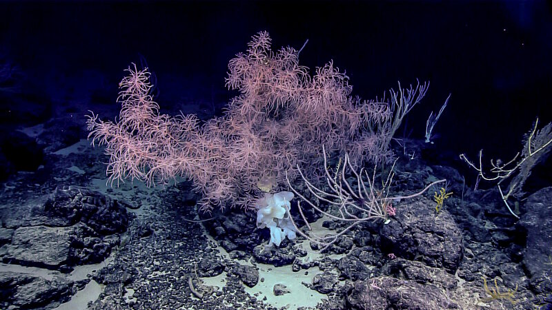 Dense and diverse coral community at “Tropic of Cancer” Seamount with large Iridogoria sp. (center), bamboo coral (foreground and background), black coral (right), pink coral (right), and glass sponges (lower middle).