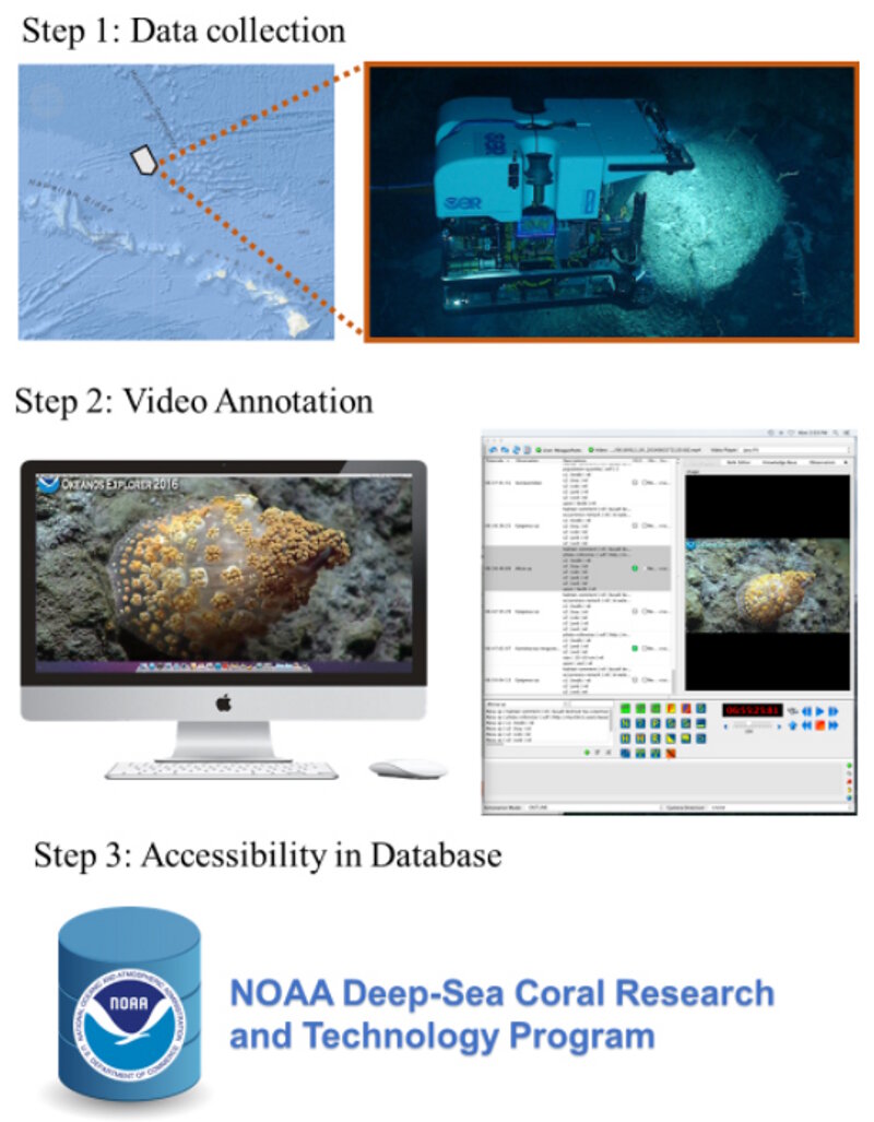 After NOAA Ship Okeanos Explorer and the ROVs Seirios and Deep Discover collect video data from across the Pacific, video annotators at the University of Hawaii combine animal identifications and habitat observations using the Video Annotation and Reference System (VARS) software developed by Monterey Bay Aquarium and Research Institute (MBARI). These data will then be available in the NOAA Deep-Sea Coral Research and Technology Database.