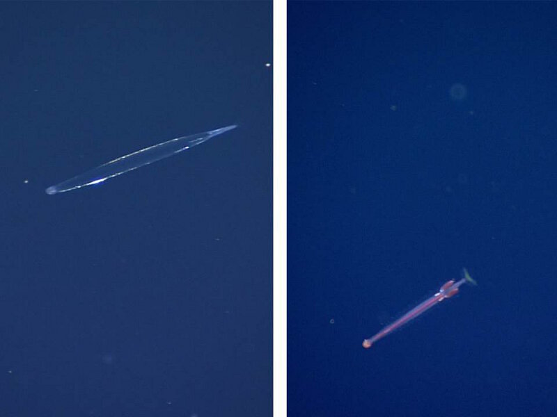 Chaetognaths (common name “arrowworms”) were extremely abundant on the midwater dives in the Musicians Seamounts region, inhabiting a broad depth range. Deeper-dwelling species tend to be more pigmented (red/orange, right) while shallower species are often transparent (left). These variations in coloration are adaptations to the ambient environments. Red animals appear black in the poorly lit deep ocean, which helps them camouflage in their environment, while transparency is a good strategy to stay hidden in better-lit shallower water.