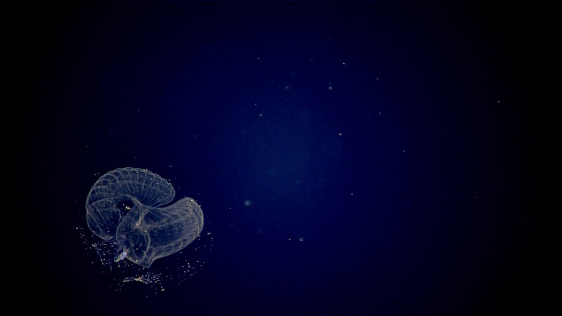 An oikopluerid, or larvacean inside its elaborately shaped gelatinous house.