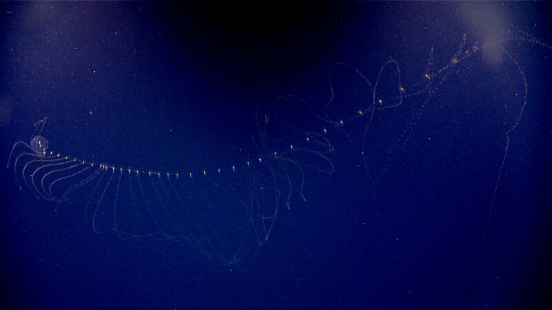 A prayid siphonophore was discovered with tentacles extended from the long siphosome ready to capture prey. Our ROV allows us to encounter animals without disruption, to capture sequences of foraging behavior not possible with traditional net sampling.