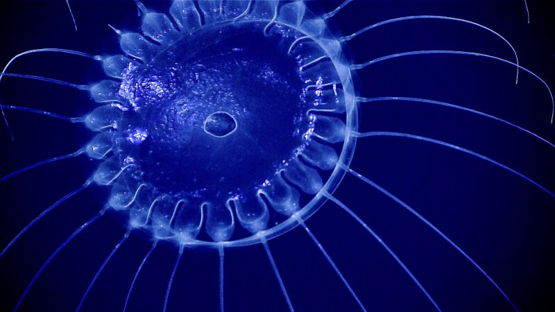 Sometimes the animals strike the perfect pose for us. This species of Solmissus, or dinner plate jelly, was seen during our last set of midwater transects of the Deep-Sea Symphony expedition.  We can clearly see 26 tentacles extending outward from its bell. Solmissus is known to capture and eat other jellies.