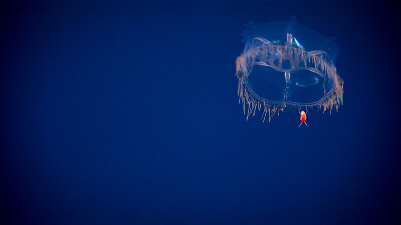 Halicreas minimum, the warty clubfoot jelly, shown here with an amphipod along for the ride.