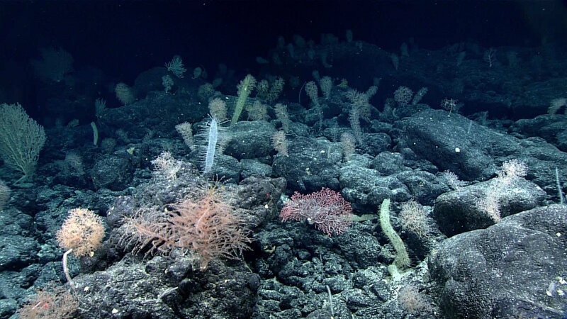 The landscape views at a number of seamount summits visited in the Musicians Seamounts.