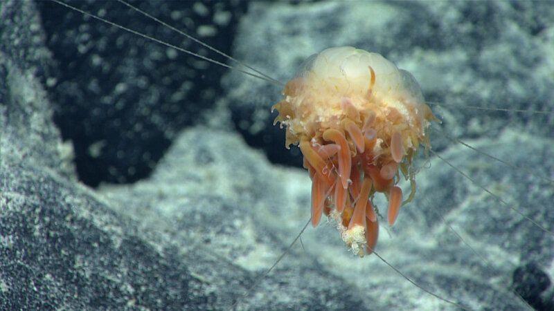 Dandelion siphonophores, like this one observed at Gounod Seamount, are always a treat to see.
