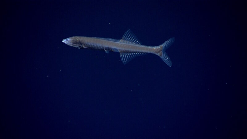 Cyclothones were a common fauna observed during our midwater exploration in the Musicians Seamounts.