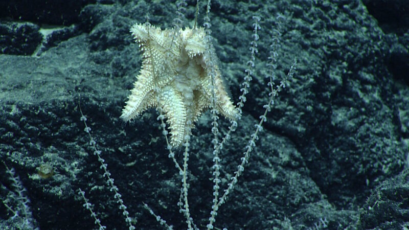 Observations of predation in the deep sea are often rare and always exciting for our team. However, on nearly every dive in the Musicians Seamounts, we observed at least one sea star predating upon coral. Here, a Hippasteria sea star has engulfed a branch of Primnoid coral while it digests the coral’s flesh.