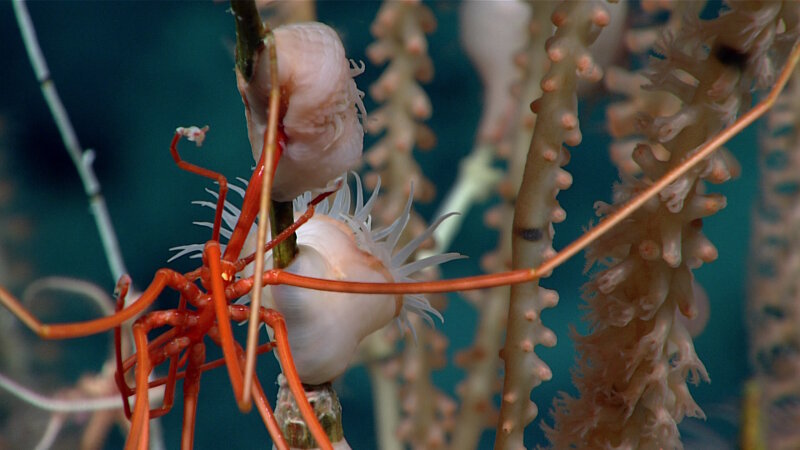 A sea spider feeds on an anemone that had colonized a bamboo coral branch at Shostakovich Seamount.