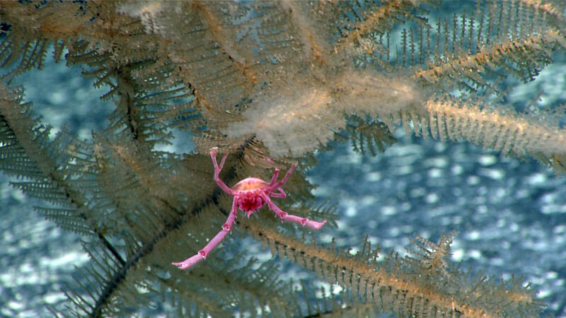Everyone loves a good squat lobster! This potentially new species was observed on a black coral at Liszt Seamount. 