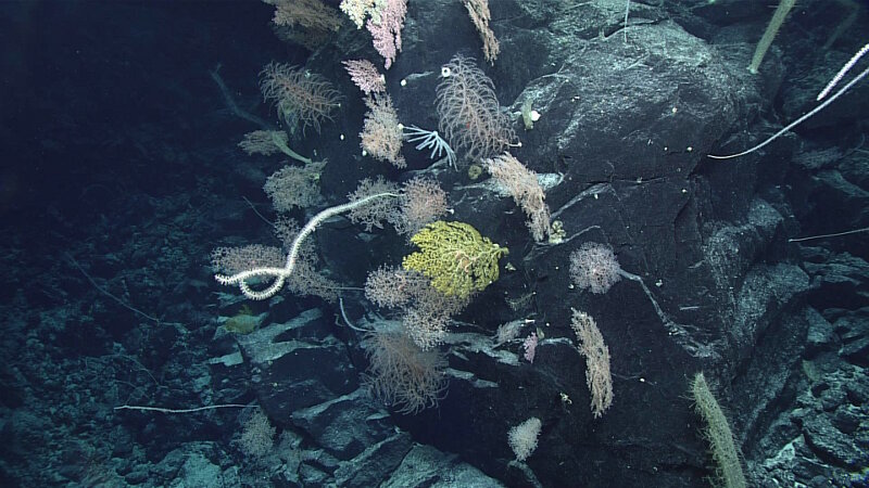 Figure 3. Large, blocky basalt outcrop with dense coral community.