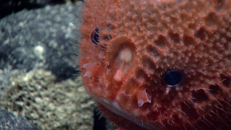 A particularly adorable chaunax observed on Dive 03 at Beethoven Ridge.