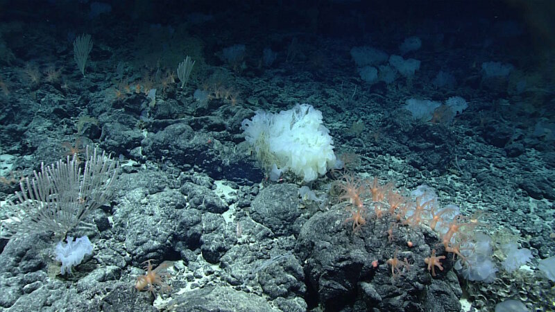 During the Deep-Sea Symphony expedition we’re hoping to find deep sea coral and sponge communities, particularly high density communities, like this one at the summit of Beethoven Ridge. This community is a little different than others we have seen during CAPSTONE based on the dominance of Anthomastus and a large glass sponge
