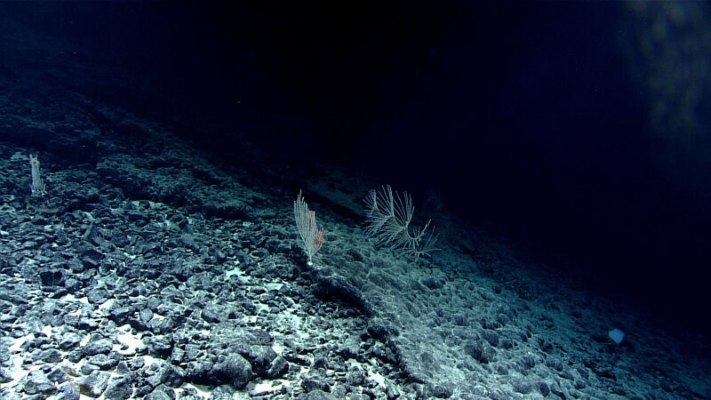 In the distance, you can see on of the colonies of Iridogorgia spotted on dive 2 at “Beach” Seamount. Not only is Iridogorgia my favorite deep sea coral, but this was likely a significant depth extension for the species