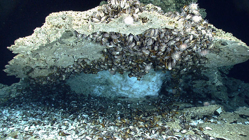 Bathymodiolus mussels (both dead and alive) are seen underneath a carbonate overhang. Also visible under this overhang is methane hydrate. Between the mussels, urchins and sea stars can also be seen. 