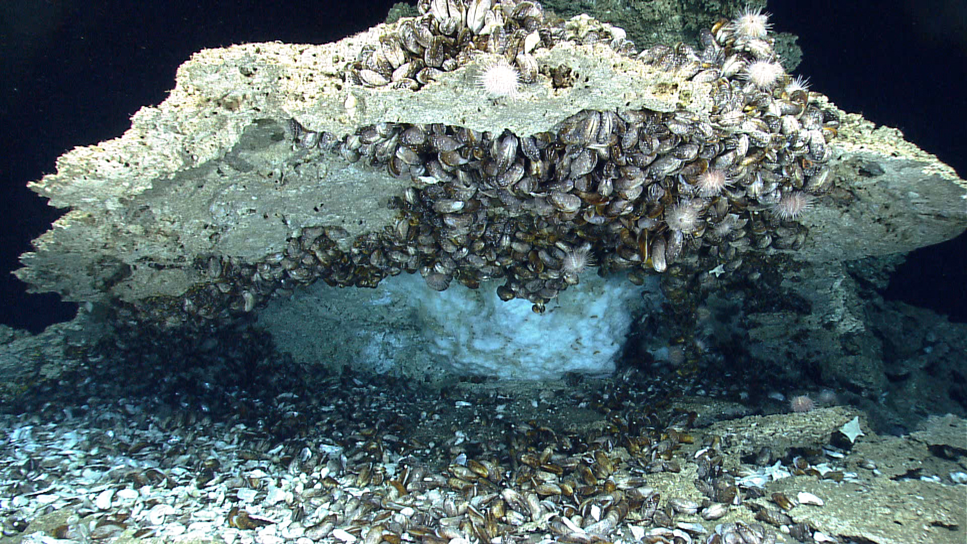 A dense colony of chemosynthetic mussels growing next to methane hydrate at a seep site in the Gulf of Mexico. 