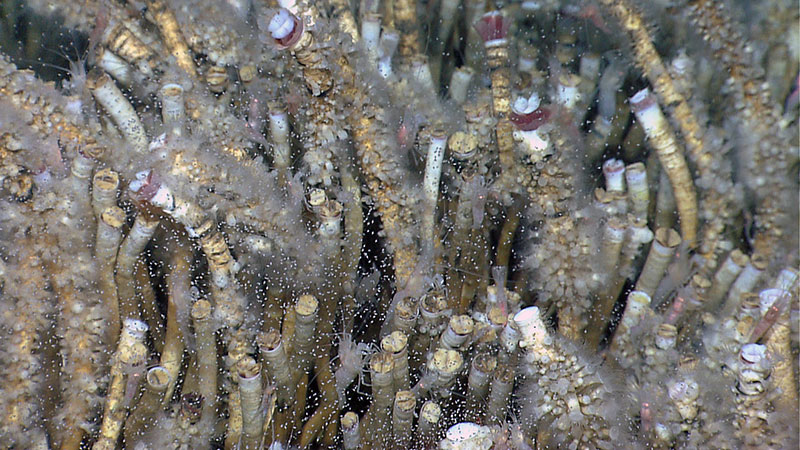 An aggregation of Lamellibrachia sp. tubeworms providing habitat for many smaller animals such as the small white anemones covering the tubeworm tubes and the shrimp Alvinocaris muricola. The tiny white spots all around the tubeworms are copepods, tiny swimming crustaceans.