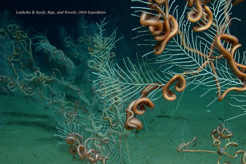 A field of sea fans (Callogorgia sp.) with brittle stars (Asteroschema sp.).