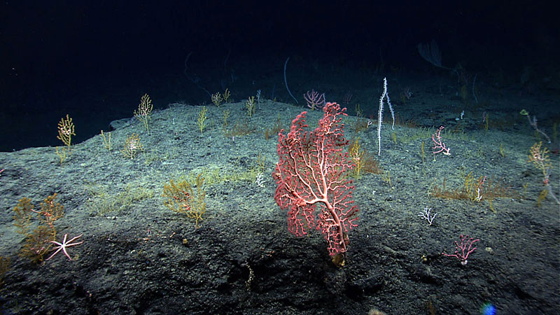 The deepwater environment of the Florida Escarpment proved to be a good habitat for diverse deepwater coral communities. In this image alone, there are four different species of corals, including bubblegum and bamboo corals.