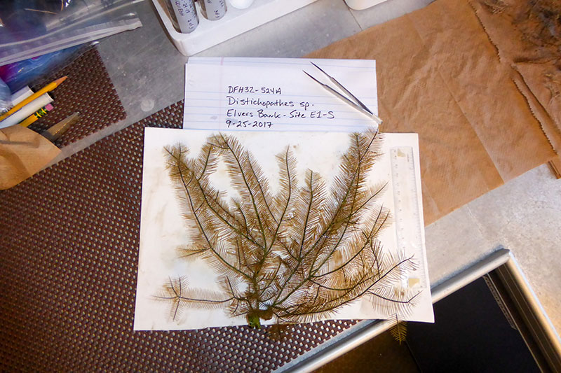 A sample of a potentially new species of black coral (Distichopathes sp.) found in newly explored areas at Elvers Bank. Additional discoveries are possible as we continue to explore new areas.