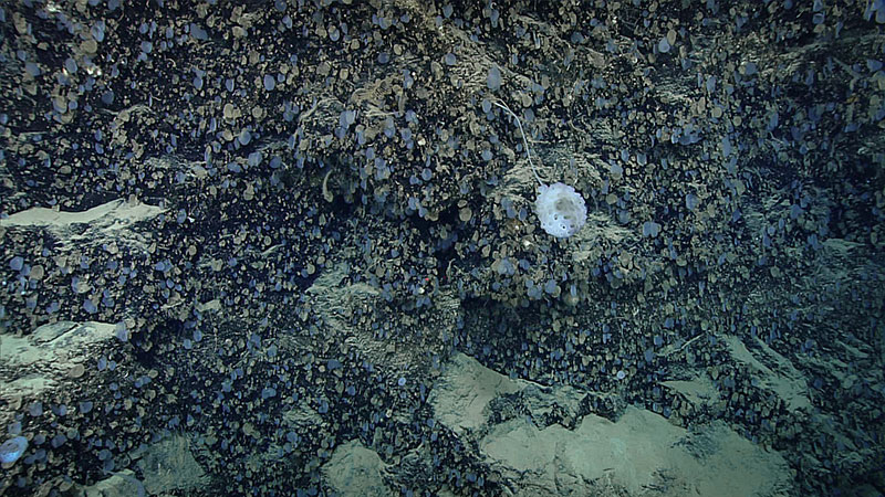 The most dramatic part of the dive was a steep section of wall covered in Euplectellidae sponges.