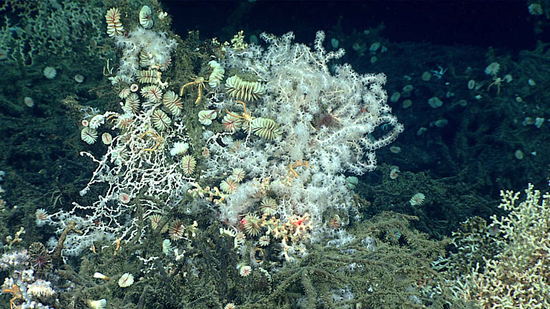 Squat lobsters take shelter among a dense cluster of Desmophyllum sp. cup corals and a white Anthothela sp. octocoral growing on the mostly dead skeleton of the stony coral Madrepora oculata. Live colonies of Madrepora oculata can be seen at right and in the background.