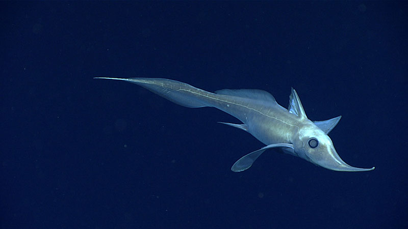 Hariotta raleighana, a long-nosed chimaera, dropped by during the dive. This was the first time many on board has seen one!