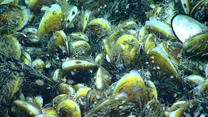 Bathymodiolus mussel beds are home to a huge variety of invertebrates, including ophiuroids, scaleworms, and limpets.