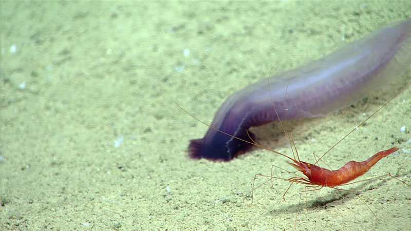 A sea cucumber (Benthodytes sp. ) and a shrimp (Nematocarcinus sp.) happen to wander near each other.