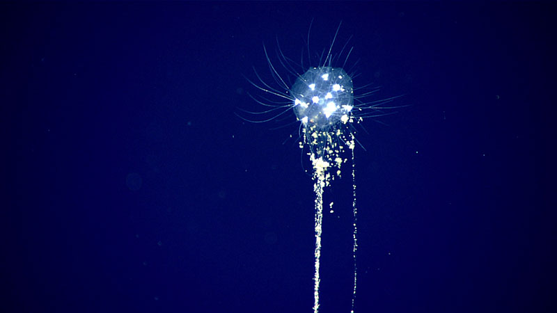 A colonial tuscarorid phaeodarean, a relative of radiolarians and foraminiferans, feeding on a filament of marine snow. The individual cells of the colony each secrete a white silica shell, or test, with several fine radiating spines, and together they create the pale sphere composed of fine silica mesh. Seen at a depth of 701 meters (2,300 feet).