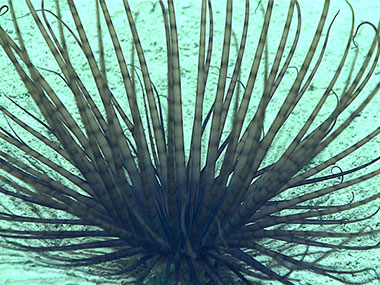 A cerianthid burrowing anemone builds a tube in the sediment out of secreted fine threads and mucus, which it can withdraw rapidly into and completely for protection.