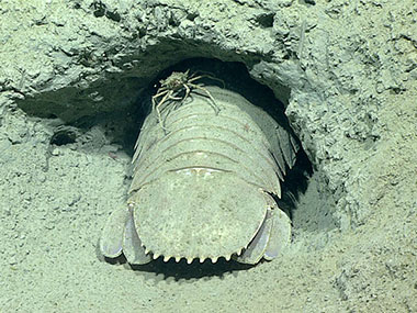 The giant isopod, Bathynomus giganteus, at its burrow tunnel, accompanied by a hitchhiking spider crab, at a depth of 545 meters (1,788 feet).
