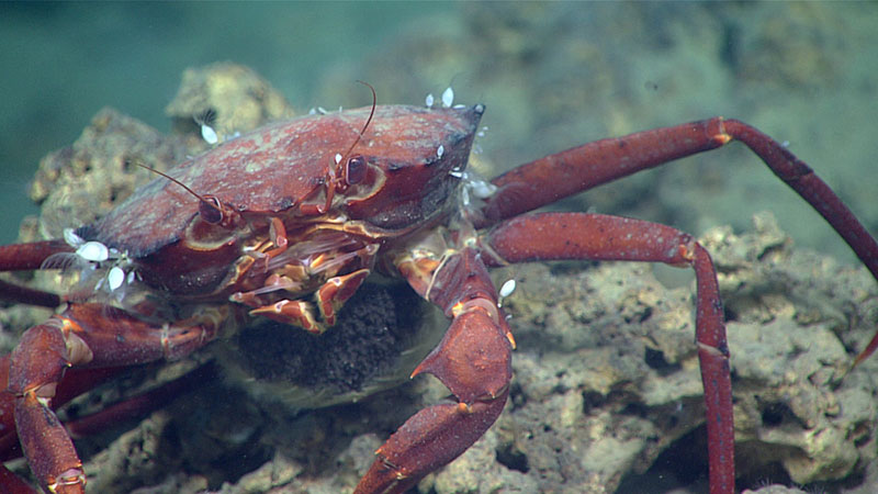 A red crab sits on a piece of carbonate near a methane seep. The crab is laden with eggs, which are visible on her underside.