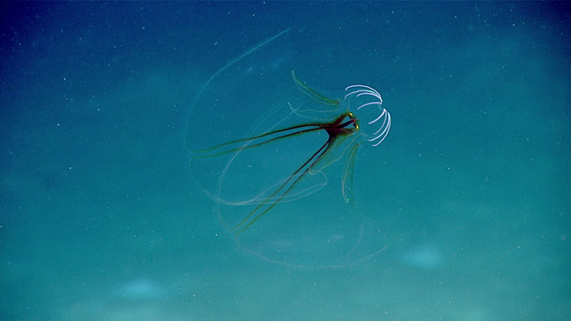 Deep Discoverer encountered this unusual ctenophore swimming above the seafloor.