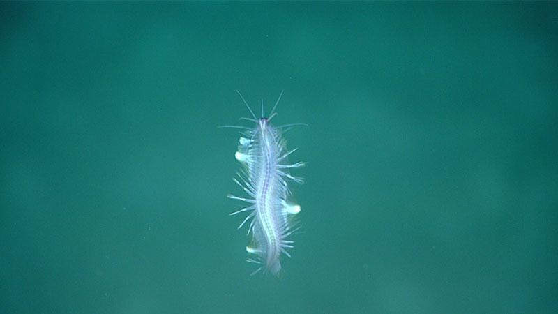 A polychaete scaleworm (Polynoidae sp.) seen just above the seafloor. The combination of its undulations and the shimmering waves of its oar-like paddles that drive it through the water was positively hypnotic.