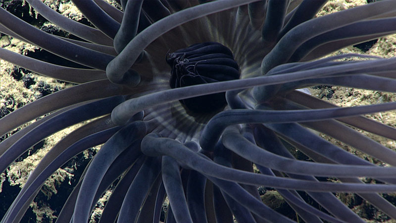 This cerianthid, a tube-dwelling anemone, is likely an unknown species. This one has built its tube of adhesive threads and sediment in a hole in the carbonate substrate.