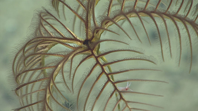 A stalked hyocrinid sea lily with Amathillopsis sp. amphipods living on the stalk. These amphipods are usually found in mating pairs and use the stalk’s height off the seafloor to catch particles passing in the water column for food.
