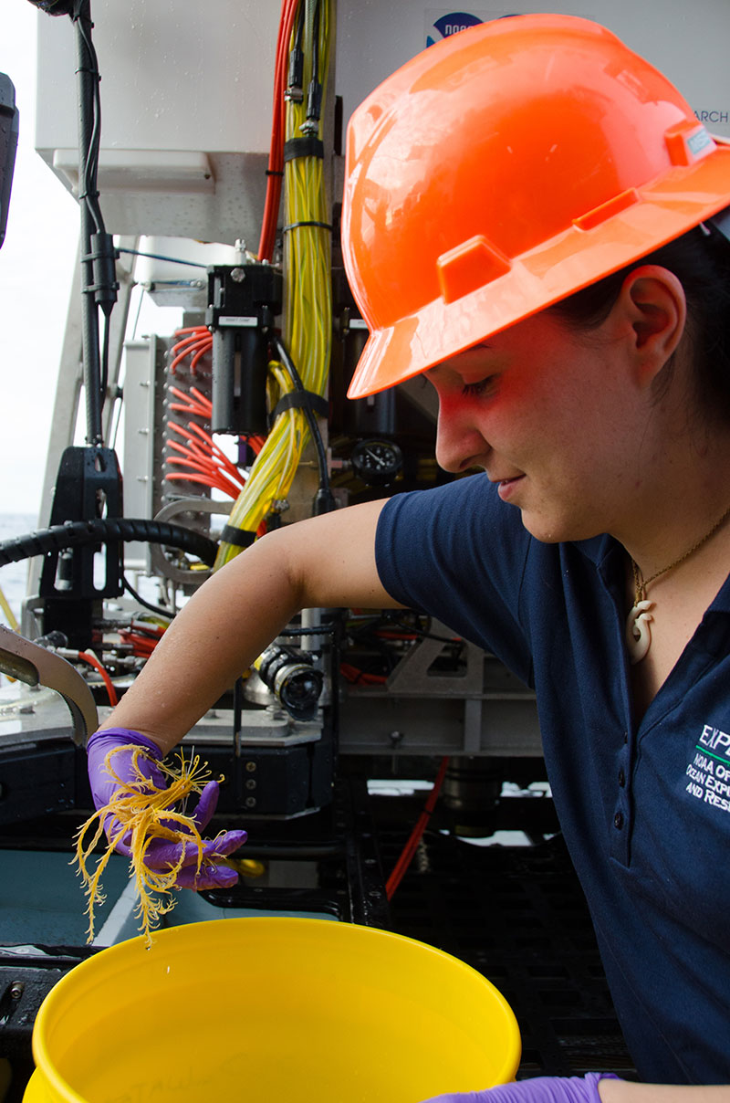 Alex retrieves a crinoid sample that was collected during a dive. Image courtesy of NOAA Ocean Exploration, Gulf of Mexico 2017.