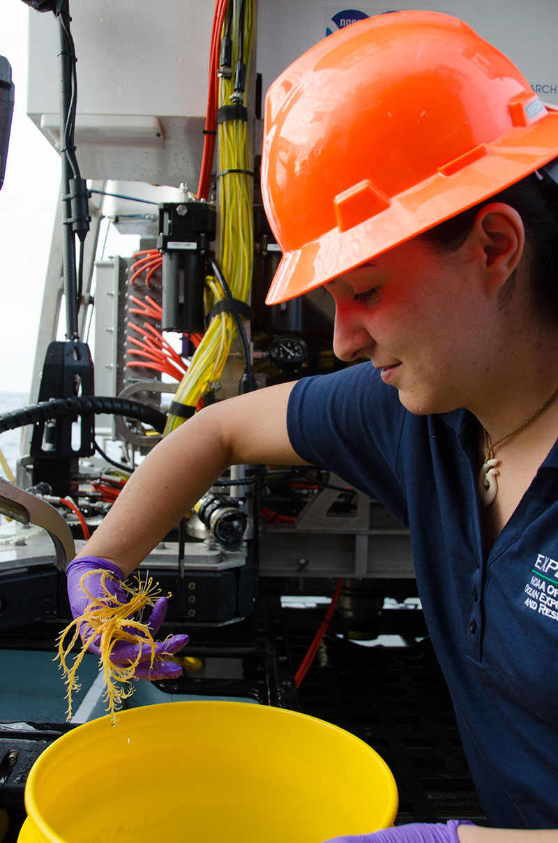 Alex retrieves a crinoid sample that was collected during a dive.