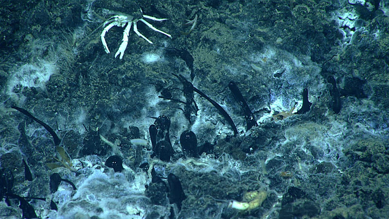 High-viscosity oil (black tubules) seeping from the seafloor among white bacterial mats forms asphalt when the extrusions solidify. The long tubules are bent to the left due to the current.