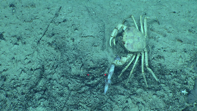 A crab feasts on a squid.