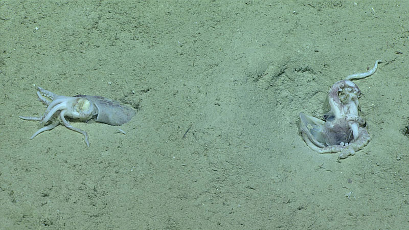Many of the dead squid we observed during the dive appeared to have been pulled into burrows.