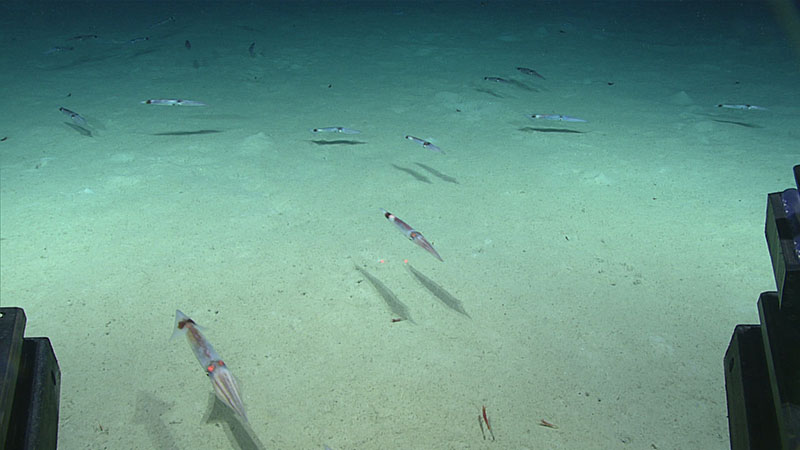 Large numbers of these squid were seen near the seafloor throughout the dive.