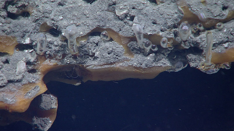 Pink “ice worms” are visible beneath the overhang in the center left part of this photo. Ice worms were also seen in some of the burrows in the surrounding gas hydrate, which appears orange due to impurities. Active methane emissions occur from beneath the ledge, through conduits at the base of the inverted droplets attached to the sediment and through a bubble tube at the right of the image. Both the bubble tubes and the inverted droplets are encased in clear gas hydrate.