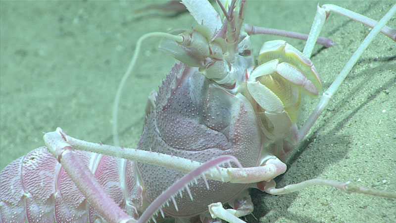Close up of a blind white lobster (Acanthacaris caeca), seen during the third dive of the expedition, in an area dubbed “Okeanos Ridge”, as it was first mapped by NOAA Ship Okeanos Explorer in 2012.