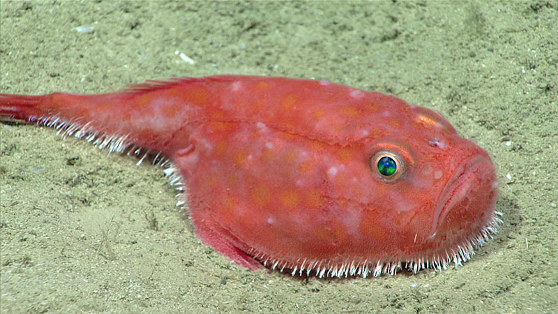 This sea toad (Chaunax suttkusi) was seen while exploring “Okeanos Ridge,” on sedimented canyon floor at ~740 meters (2,428 feet) depth.