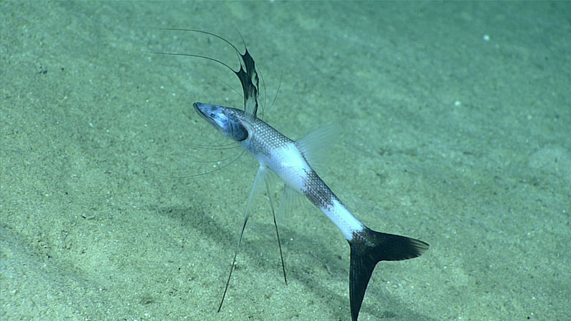 Bathypterois viridensis is one of several tripod fishes seen on the expedition thus far. 