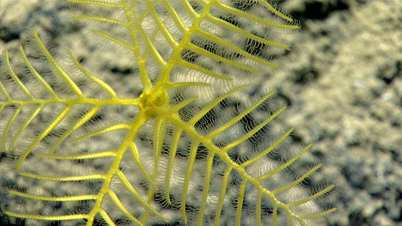 All crinoids are suspension feeders. The fine, threadlike tube feet lining the side branches of the arms flick drifting food particles into a groove, from where cilia carry the food to the central mouth. This member of Hyocrinidae, the first record of this family from the tropical western Atlantic, is likely a species new to science.